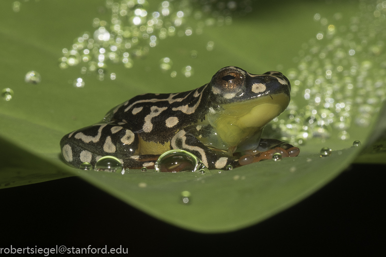 California Academy of Science 2019